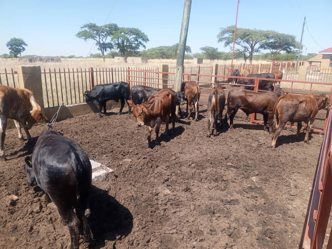Farm 1